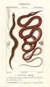 Sägeschuppenotter, Echis carinatus 1, und Madagaskar-Blattnasenschlange, Langaha madagascariensis 2