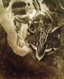 Katze