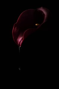 Tiefrote Calla Tropfen