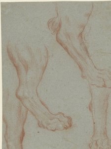 Studienblatt mit zwei Löwenpfoten von Leandro Bassano