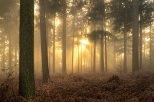 Asche des Nebels