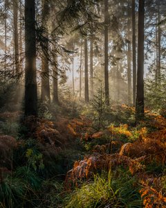 Herbstgedächtnis