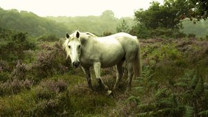 In der Dämmerung von Lee Cooper