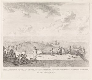 Finnwal am Strand von Zandvoort angespült
