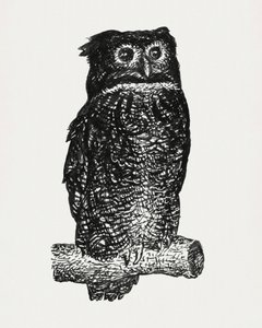 Eule