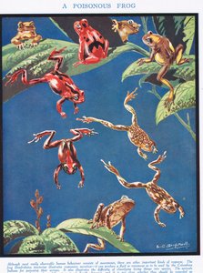 Ein giftiger Frosch, Illustration aus 