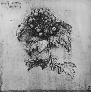 Ein Zweig einer Pflanze, um 1480 1945 von Leonardo da Vinci