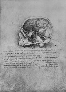 Anatomische Zeichnung eines Schädels nach links, ca. 1480, 1945