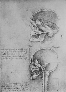 Anatomische Zeichnungen von zwei Schädeln im Profil nach links, um 1480