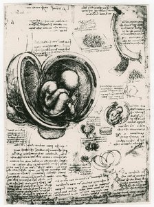Anatomische Skizze eines menschlichen Fötus im Mutterleib, um 1510 von Leonardo da Vinci