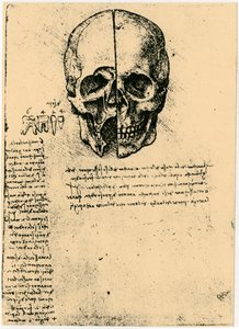 Anatomische Skizze eines menschlichen Schädels von Leonardo da Vinci
