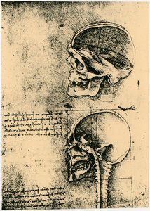 Anatomische Skizze, zwei Studien eines menschlichen Schädels