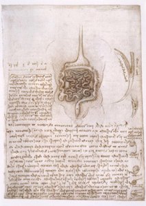 Anatomiestudien