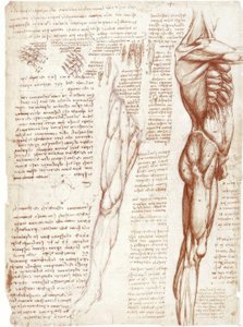 Anatomiestudien: Die Muskulatur des Rumpfes und der Beine
