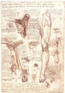 Anatomiestudien: Zunge, Rachen, Kehlkopf und Speiseröhre
