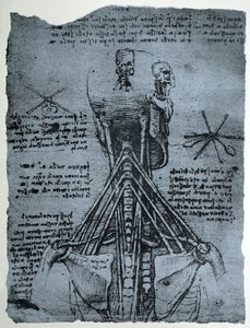 Knochenstruktur des menschlichen Halses und der Schulter, Faksimilekopie von Leonardo da Vinci