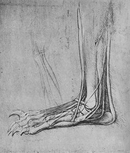 Dissektion eines Bärenfußes nach links, um 1480, 1945 von Leonardo da Vinci