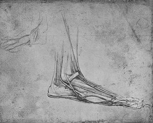 Sektion eines Bärenfußes nach rechts, um 1480 1945 von Leonardo da Vinci