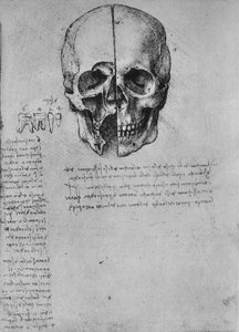 Zeichnung von zwei Hälften eines Schädels, ca. 1480 1945