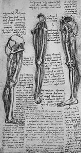 Zeichnungen eines linken Beins, das Knochen und Sehnen zeigt, um 1480