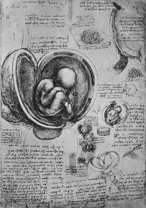 Zeichnungen eines Embryos im Uterus, um 1480