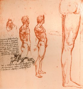 Zeichnungen, die die Bewegungen der menschlichen Figur und kämpfende Krieger zeigen, ca. 1472-1519, 1883 von Leonardo da Vinci