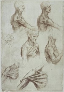 Leonardo / Hals- und Schultermuskulatur