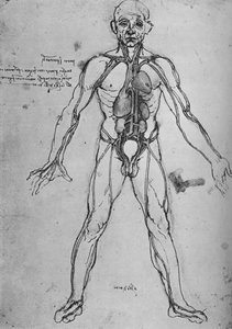 Mann als anatomische Figur gezeichnet, um Herz, Lungen und Hauptarterien zu zeigen, ca. 1480, 1945
