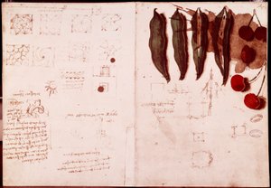 Notizen und Skizzen zur Botanik und Geometrie von Leonardo da Vinci