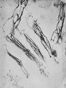 Sechs Studien eines Arms, die in drei Fällen die Knochen zeigen von Leonardo da Vinci
