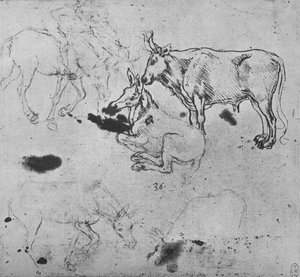 Studien von Eseln und einem Ochsen, um 1480 1945 von Leonardo da Vinci