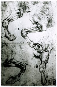 Studien von Pferdebeinen von Leonardo da Vinci
