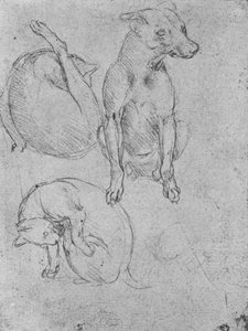 Studien eines Hundes und einer Katze, ca. 1480 1945 von Leonardo da Vinci