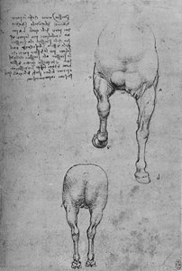 Studien der Vorder- und Hinterviertel eines Pferdes, ca. 1480 von Leonardo da Vinci