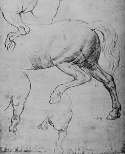 Studien der Hinterviertel und Hinterbeine eines Pferdes, ca. 1480, 1945 von Leonardo da Vinci