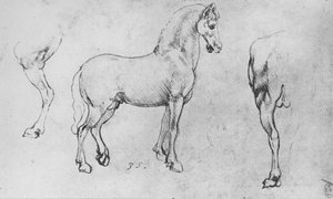 Studie eines Pferdes, sein linkes Hinterbein und seine Hinterpartie, ca. 1480, 1945 von Leonardo da Vinci