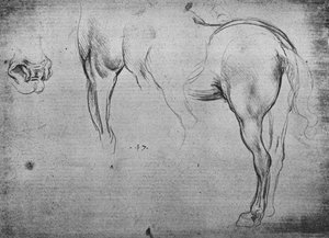 Drei Skizzen eines Pferdehinterteils und eine seiner Nüstern, um 1480, 1945 von Leonardo da Vinci