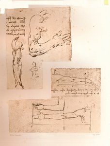 Zwei Zeichnungen zur Veranschaulichung der Theorie der Proportionen der menschlichen Figur, ca. 1472-ca. 1519, 1883