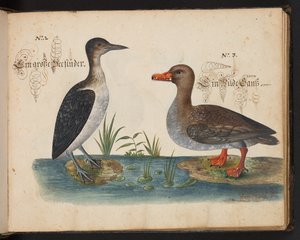 "Eine genaue natürliche Beschreibung und Darstellung der Wasservögel, Fische, Vierfüßler, Insekten und Würmer, die in den Gewässern von Straßburg vorkommen, die ich selbst geschossen und gehandhabt habe. Leonard Baldner, Fischer und Bürger in Straßburg" von Leonhard Baldner