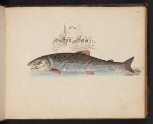 "Eine genaue natürliche Beschreibung und Darstellung der Wasservögel, Fische, Vierfüßler, Insekten und Würmer, die in den Gewässern von Straßburg vorkommen, die ich selbst geschossen und gehandhabt habe. Leonard Baldner, Fischer und Bürger in Straßburg" von Leonhard Baldner