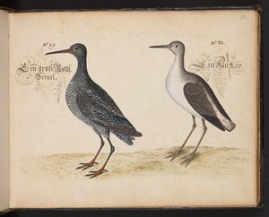 Eine genaue natürliche Beschreibung und Darstellung der Wasservögel, Fische, Vierfüßler, Insekten und Würmer, die in den Gewässern von Straßburg vorkommen, die ich selbst geschossen und gehandhabt habe. Leonard Baldner, Fischer und Bürger in Straßburg von Leonhard Baldner