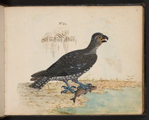 Eine genaue natürliche Beschreibung und Darstellung der Wasservögel, Fische, Vierfüßler, Insekten und Würmer, die in den Gewässern von Straßburg vorkommen, die ich selbst geschossen und gehandhabt habe. Leonard Baldner, Fischer und Bürger in Straßburg von Leonhard Baldner