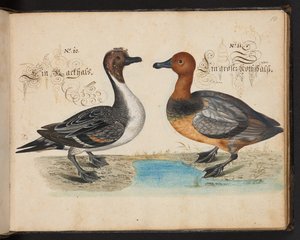 "Eine genaue natürliche Beschreibung und Darstellung der Wasservögel, Fische, Vierfüßler, Insekten und Würmer, die in den Gewässern von Straßburg vorkommen, die ich selbst geschossen und gehandhabt habe. Leonard Baldner, Fischer und Bürger in Straßburg", c von Leonhard Baldner
