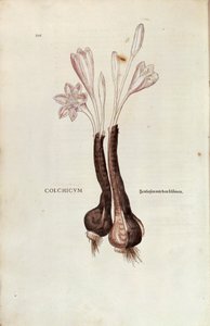 Herbstzeitlose (Colchicum autumnale) von Leonhart Fuchs aus De historia stirpium commentarii insignes (Bemerkenswerte Kommentare zur Geschichte der Pflanzen), kolorierte Gravur