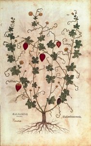Balsamapfel (Momordica balsamina) von Leonhart Fuchs aus De historia stirpium commentarii insignes (Bemerkenswerte Kommentare zur Geschichte der Pflanzen), kolorierte Gravur