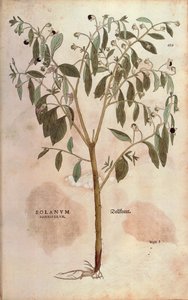 Tollkirsche - Atropa belladonna von Leonhart Fuchs aus De historia stirpium commentarii insignes, kolorierte Gravur