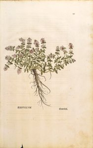 Breckland oder Wilder Thymian (Thymus serpyllum), kolorierter Stich von Leonhard Fuchs