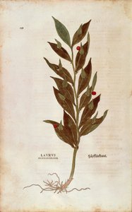 Mäusedorn oder Knieholz - Ruscus aculeatus (Laurus alexandrina) von Leonhart Fuchs aus De historia stirpium commentarii insignes, kolorierte Gravur