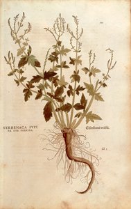 Echtes Eisenkraut - Verbena officinalis (Verbenaca supina sive foemina) von Leonhart Fuchs aus De historia stirpium commentarii insignes, kolorierte Gravur von Leonhard Fuchs
