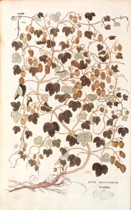 Gemeiner Hopfen (Humulus lupulus) von Leonhart Fuchs aus 